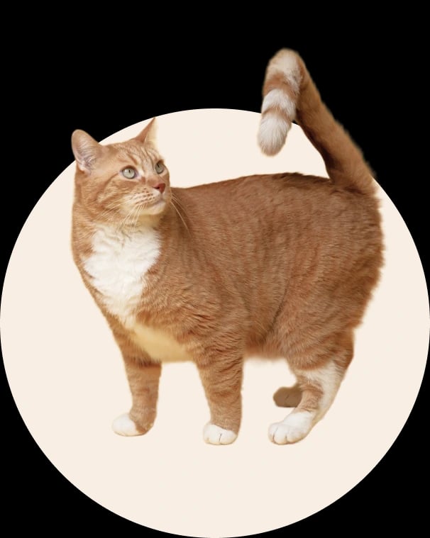 Ginger cat looking up, representing healthy goods for furry friends