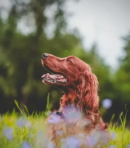 Irish Setter sitting in cool grass on a walk