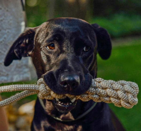 Linen Dog Toys Bundle