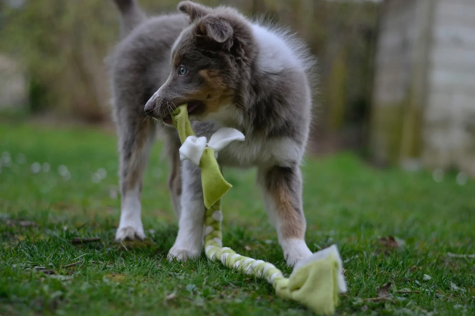 Puppy chewing a green rope dog toy on the grass, showing how common plastic-style toys expose pets to plastics