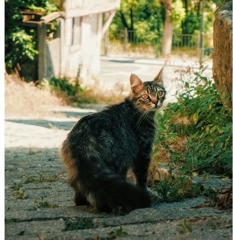 A tabby cat with green eyes looks back over its shoulder, sitting on a stone path next to green bushes, with a blurred rustic building and trees in the background. The cat appears alert and slightly wary.